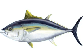 Bigeye Tuna