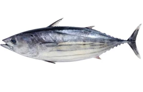 Skipjack Tuna