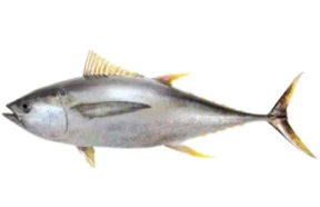 Fozen Tuna