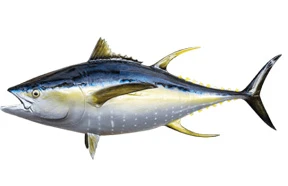 Yellowfin Tuna